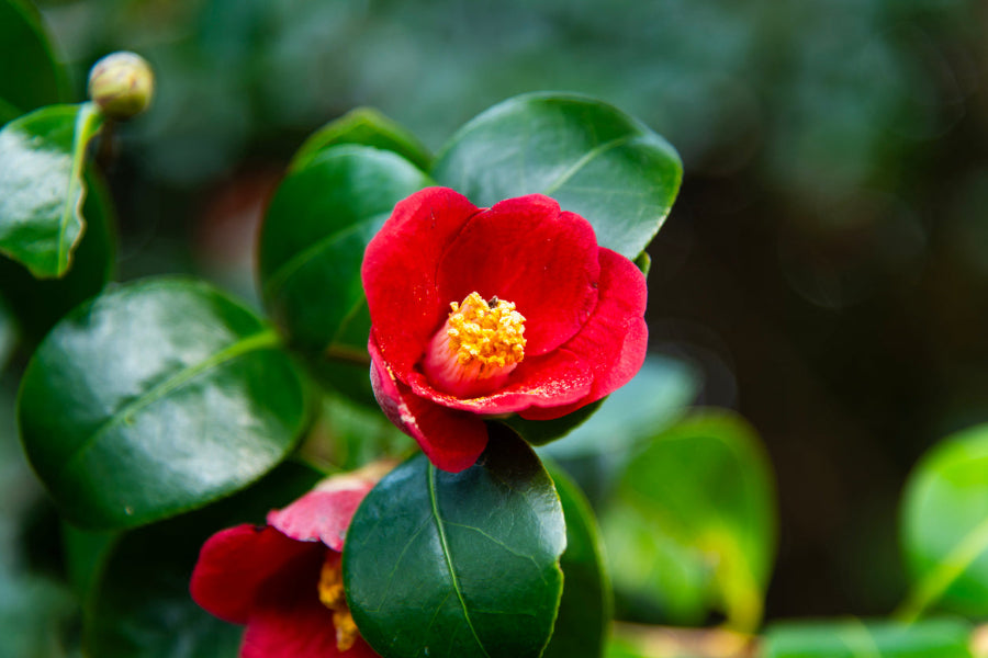 Camellia Japonica flower on a bush