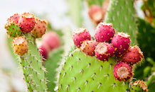 Prickly Pear fruit on the cactuss