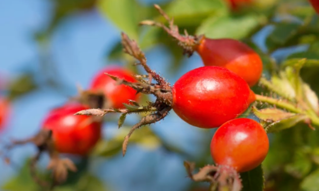 Rosehips growing on a bush