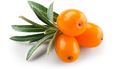 Three Sea Buckthorn berries with green leaves