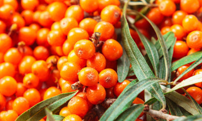 Vibrant, orange Sea Buckthorn berries with green leaves