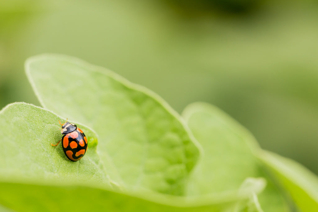 Red and black Ladybug on a green leaf
