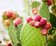 Prickly Pear fruit on the cactuss