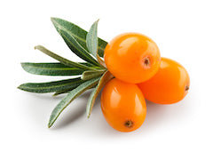Three Sea Buckthorn berries with green leaves