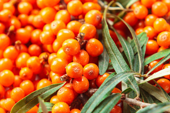 Vibrant, orange Sea Buckthorn berries with green leaves