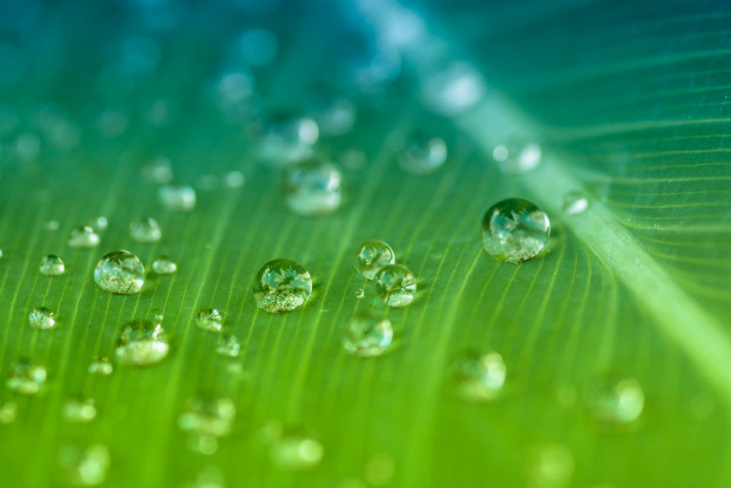 Magnified water droplets on a green leaf