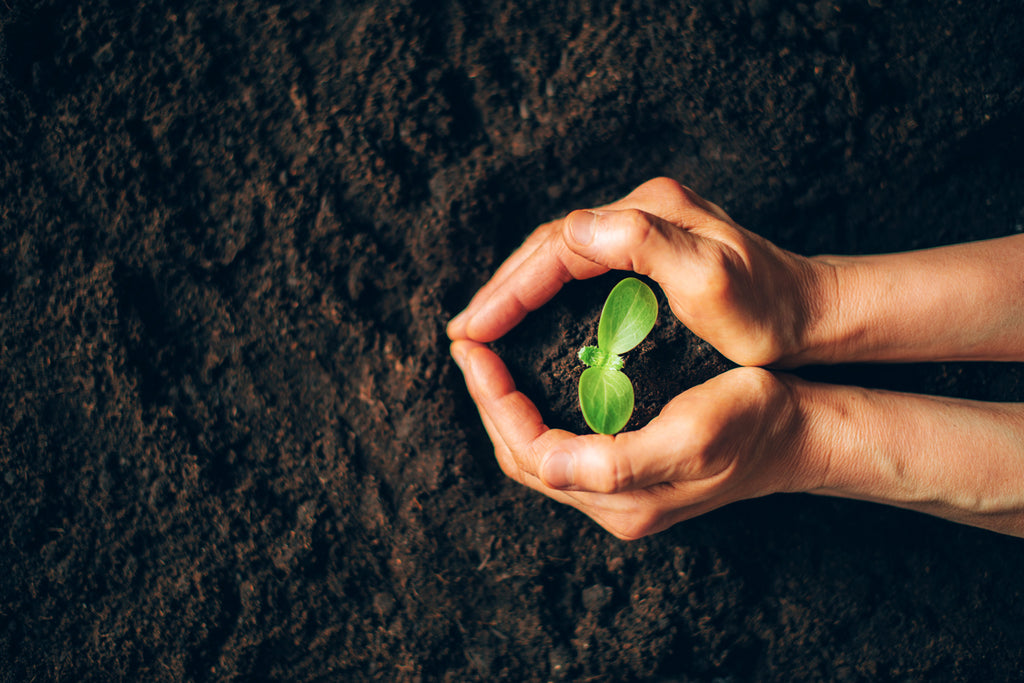 Two hands holding a small green plant surrounded by rich, dark soil
