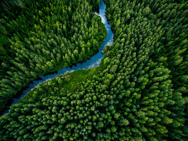Aerial view of frozen river surrounded by every green trees